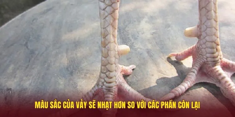 vay-khai-tien-3