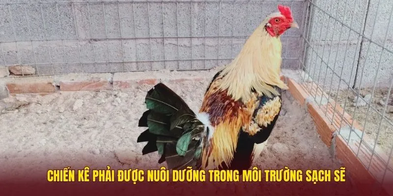 vay-khai-tien-4